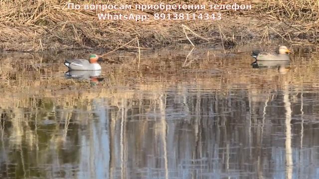 Продаю чучела уток Чирок свистунок (новые), из полистирола высокой плотности.