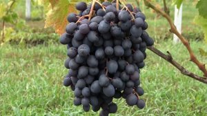 Виноград кишмиш Алёнушка