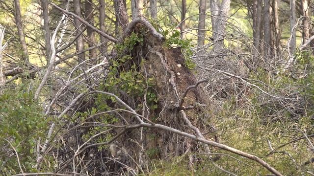 Es prorroguen fins dimecres les restriccions al medi natural per l'alt risc d'incendi смотреть онлайн