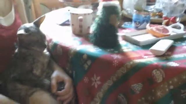 Научить кота танцевать просто, главное подобрать музыку. Наш умеет! смотреть онлайн