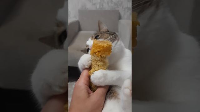 Кот Фекс ест варёную кукурузу смотреть онлайн