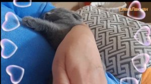 Британский Котёнок 8 недель 😻.Сладкий Комочек Счастья ! Наш Малыш Смоки ! 😍