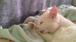 Мой кот, кошка умывается.