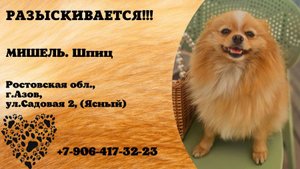 Пропала собака.  МИШЕЛЬ.  Шпиц. Ростовская обл, г. Азов