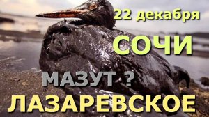 Черное море мазут, нефть черное море , новости черное море, черное море сейчас, Сочи нефть🌴🌴🌴