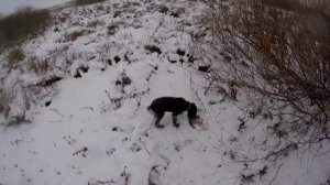 Охота на куропаток в метель.