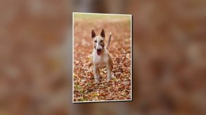 Все собаки они немного люди например они могут быть подружками или друзьями