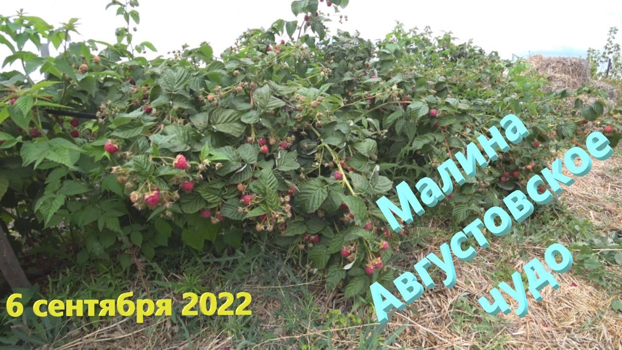 №36 серия г. Оренбург. 6 сентября 2022 Ремонтантная малина Августовское чудо смотреть онлайн