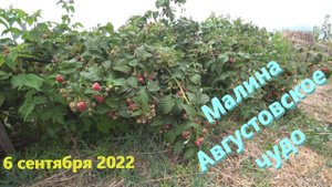 №36 серия г. Оренбург.  6 сентября 2022 Ремонтантная малина Августовское чудо