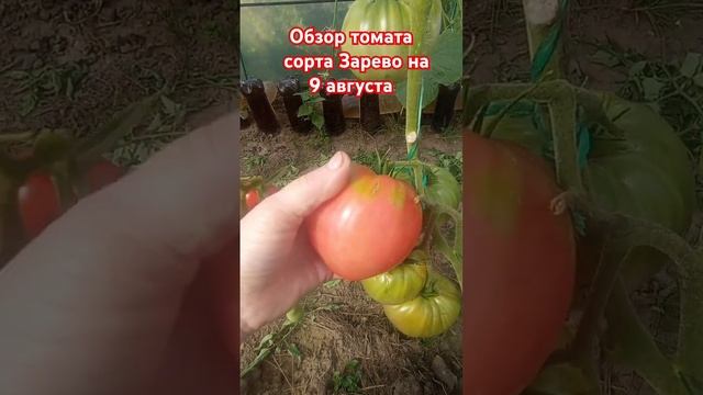 Обзор томата сорта Зарево за лето. 9 августа