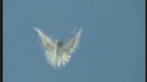 Николаевские торцовые. Голуби Дудкина С.Г.