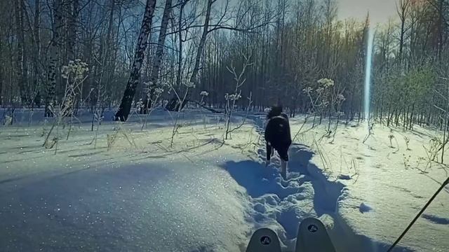 Прогулка с собаками. смотреть онлайн