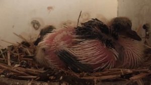 КАК ПОЯВЛЯЮТСЯ ГОЛУБИ