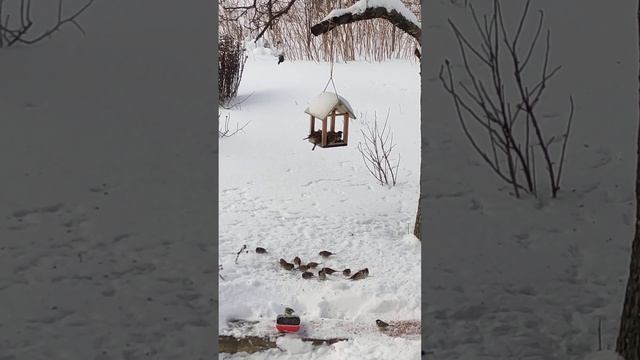 Покормите птиц! Зима. Мороз. Интересно наблюдать за птицами у кормушки.