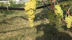 Виноград кишмиш Афродита