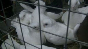 Ярмарка голубей в Рязани 28 января 2023 года. Фильм третий.