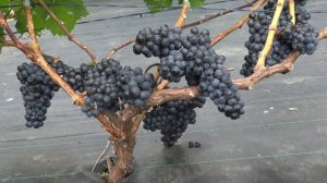 Виноград Каберне Дорса