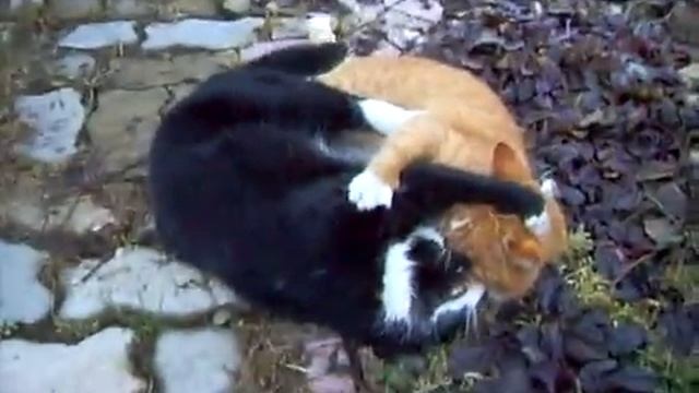 Супер драка котов!!!