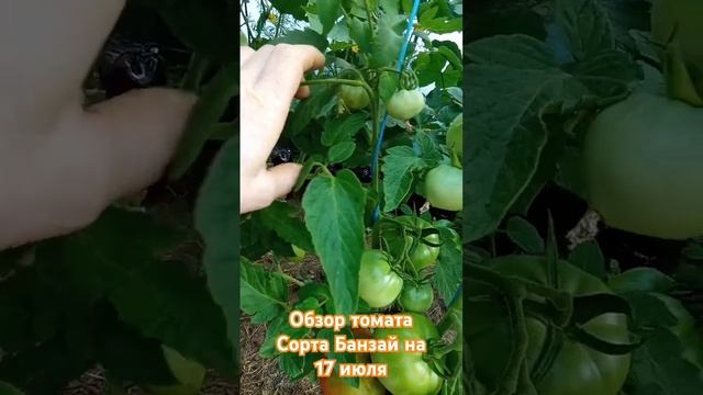 Обзор томата сорта Банзай за лето. 17 июля. #огород #помидоры #дача