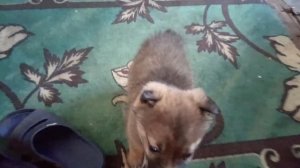 щеночек гавкает и нюхает камеру