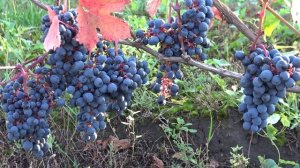 Виноград Дункельфельдер