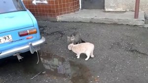 Коты орут громко.