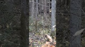 Русско Европейская Лайка для охоты, работа по лосю.