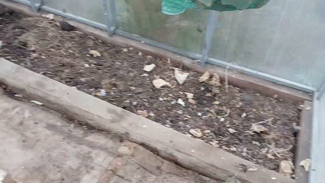 Пора навести порядок в теплице