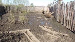 Притравка лайки по кабану, ЗСЛ "Зара"_4,5 мес.