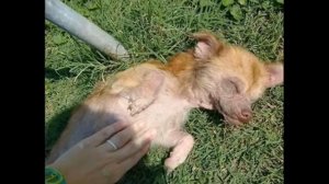 Совсем скоро это отчаянное существо было не узнать…
