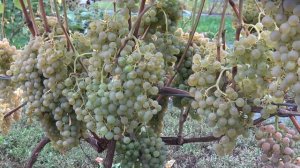 Виноград Saphira