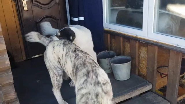 Алабаи смотреть онлайн