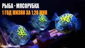 Рыба - мясорубка. Тетраодон. Период жизни 1 год