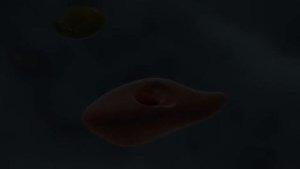 Ферменттердің әсер ету механизмі | қазақша