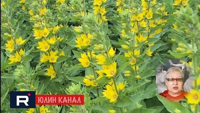Юлин канал