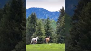 Из истории коневодства у абазин Северного Кавказа..mp4