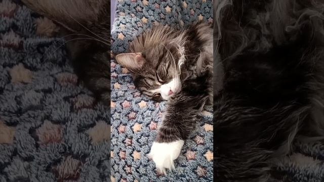 Анфиса🤗😻 Сончас ⏰