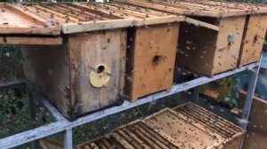 Многократное вскармливание иммунного меда пчелам