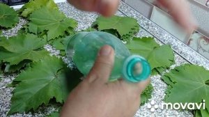 ЛИСТЬЯ ВИНОГРАДА ДЛЯ ДОЛМЫ Как сохранить. Проще нет способа! dolma, grape leaves for dolma