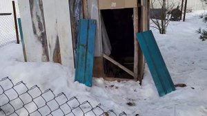 Курочки остались без петуха и странные шишки возле курятника