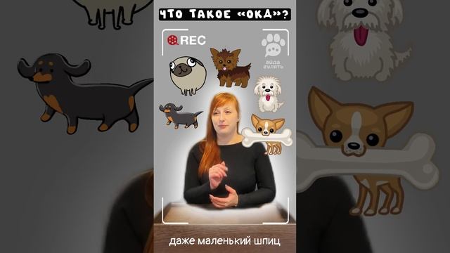 ОКД для собак, что это? смотреть онлайн