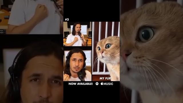 Топ-5 кошачьих песен