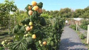 Малина Жёлтый гигант