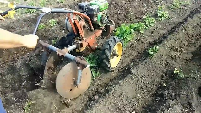 Озимый картофель, смелый эксперимент и неожиданный результат! Окучивание мотоблоком каскад.