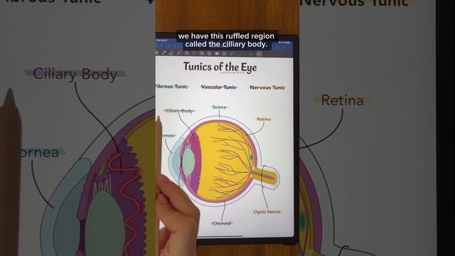 Tunics of the Eye #anatomyandphysiology #biology #anatomy #physiology #premed #study #stem #eyes смотреть онлайн