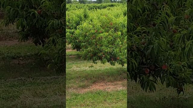 ПЕРСИКОВЫЕ САДЫ АМЕРИКА смотреть онлайн