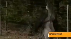 Горилла с походкой человека.