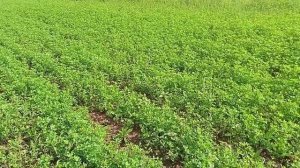 наблюдения за всходами люцерны