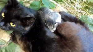 Слепые котята.