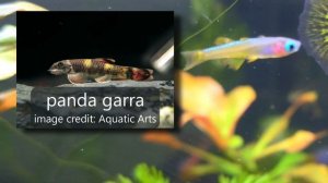 Pseudomugil Luminatus Rainbowfish and a Bonus Fish Song! (Unbox from Aquatic Arts)